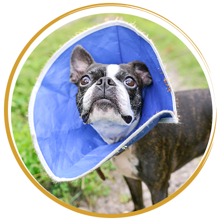 boston terrier with blue cone
