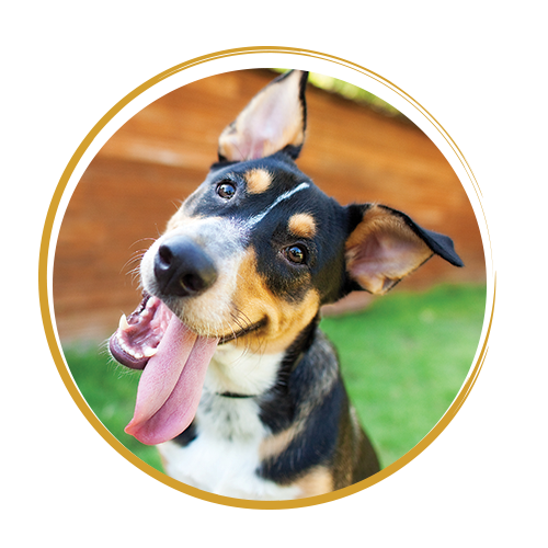 dog with tongue out circle