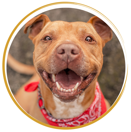 happy brown dog with bandana