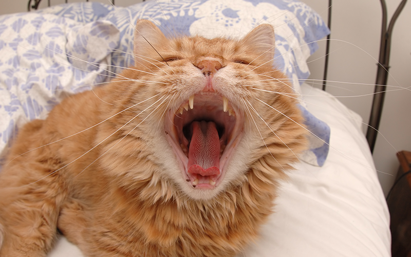 cat with bad breath yawning mobile