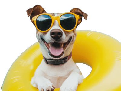 Jack Russel Terrier in a yellow float