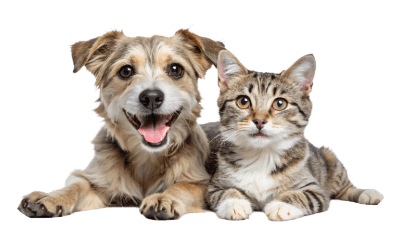Dog and cat cropped